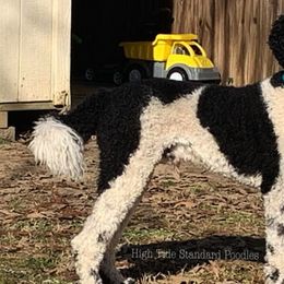 Poodles from High Tide Standard Poodles