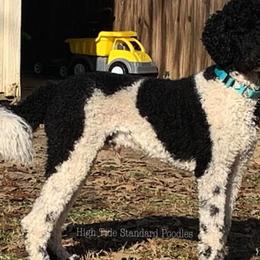 Poodles from High Tide Standard Poodles