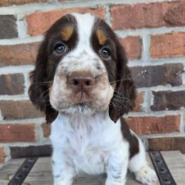 Girl 2 - female English Springer Spaniel puppy in Statesville, North Carolina from BAR Z Springers