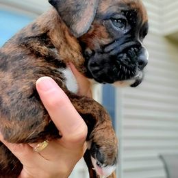 Boxer Puppies from Winchester Boxers