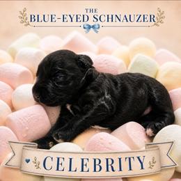 Celebrity - Black female Miniature Schnauzer puppy in Winter Haven, Florida from The Blue Eyed Schnauzer