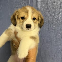 Valor - Red male Pembroke Welsh Corgi puppy in Victoria, Texas from Clear Creek Corgis