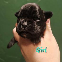 Teal - Brindle female Boxer puppy in Johnson City, Tennessee from Seven Kingdom Boxers