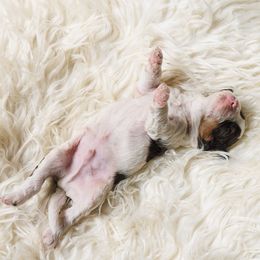 Cavapoo Puppies from Luxe Cavapoo