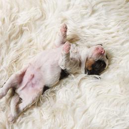 Cavapoo Puppies from Luxe Cavapoo