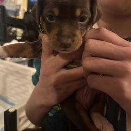 Rat Terrier Puppies from The Puppy Patch Rat Terriers