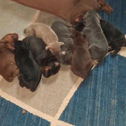 Doberman Pinscher Puppies from Dove's K9 Academy