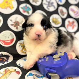 Glacier - Cardigan Welsh Corgi puppy in Quinlan, Texas from Fable Cardigan Welsh Corgis