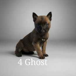 Belgian Malinois Puppies from k9defend