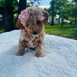 Lady Portia Featherington - Brown and tan female Cockapoo puppy in Piedmont, Oklahoma from Perdue Puppies