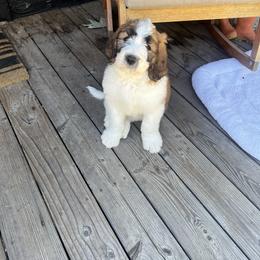 Saint Berdoodle Puppies from Country Manor Saint Berdoodles