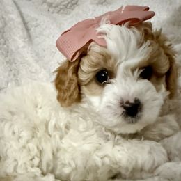 Girl 1 - Cream female Cavapoo puppy in Nampa,, Idaho from Clig Doodle Days