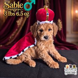 Sable - Brindle and white male Shihpoo puppy in Rockledge, Florida from Bellady's Shihpoos