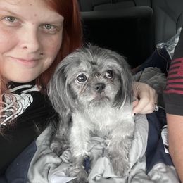 Shih Tzu Puppies from P&B Tzu Tribe