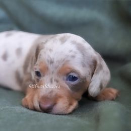 Winton - Dapple male Dachshund puppy in Apple Valley, California from Socaldoxies