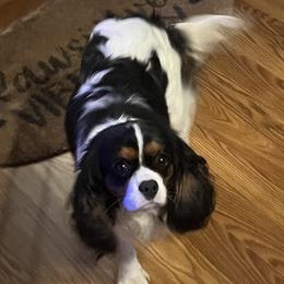 Heidi - Cavalier King Charles Spaniel