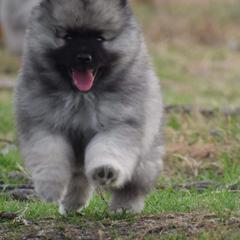Keeshond Puppies from Anna Boehringer