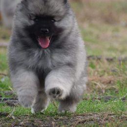 Keeshond Puppies from Anna Boehringer