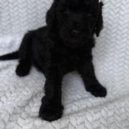 Princess Ruby - Black female Double Doodle puppy in Big Stone Gap, Virginia from Southern Sunshine Doodles 🩷