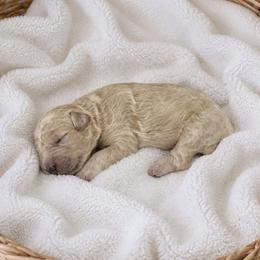 Boo - White female Bernedoodle puppy in High Point, North Carolina from Kingsfield Doodles