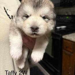 Taffy - Gray and white female Alaskan Malamute puppy in Indianapolis, Indiana from Kasaan Alaskan Malamutes
