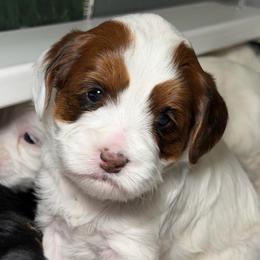 Copper (Black Collar) - Tri-color female Australian Labradoodle puppy in Mount Gilead, North Carolina from Tillery Labradoodles