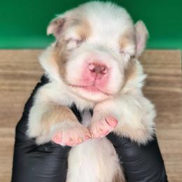 Jasmine3Girl2- RMF,NBT, blue eyes likely, CHIC-OFA-DNA-AKC Titled Parents - Red merle female Australian Shepherd puppy in South Hill, Virginia from Silverside Aussies LLC