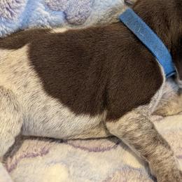 German Shorthaired Pointer Puppies from Hanaway GSPs
