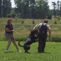 Rottweiler All Grown Up from Vom Wesburg Rottweilers