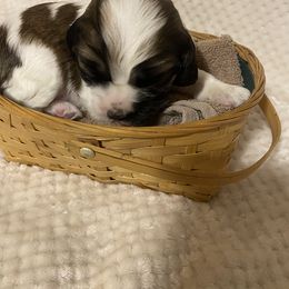 Cocker Spaniel Puppies from Becky's Cockers