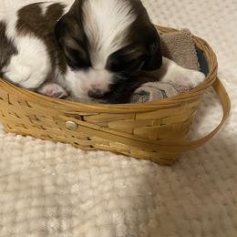 Cocker Spaniel Puppies from Becky's Cockers