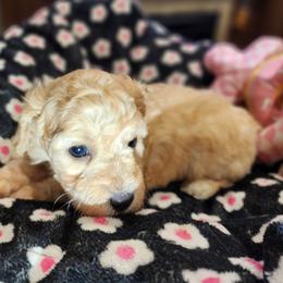 Windy - Apricot female Poodle puppy in Harrisonville, Missouri from Kurly Q Poodles