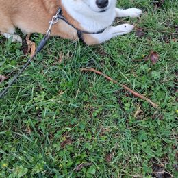 Seema - Pembroke Welsh Corgi