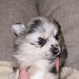 Pomeranian Puppies from Abq Poms