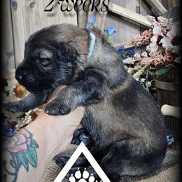 Riggs - Sable male German Shepherd puppy in Sequim, Washington from German Shepherd Haus