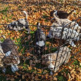 Aussiedoodle, Bernedoodle, and Poodle Puppies from Doodle Belle Puppy