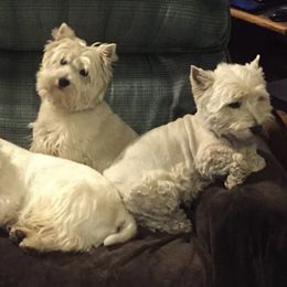 West Highland White Terrier All Grown Up from Windyridge