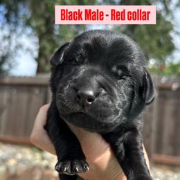 Red Collar - Black male Labrador Retriever puppy in Galt, California from On My Side Kennels