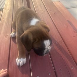 Ali - Fawn male Boxer puppy in Georgia from Roxy’s Boxers