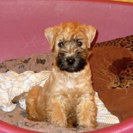 Soft Coated Wheaten Terriers from Karen Mueller's Soft Coated Wheaten Terriers