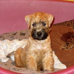 Soft Coated Wheaten Terriers from Karen Mueller's Soft Coated Wheaten Terriers