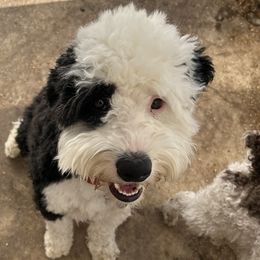 Buddy - Sheepadoodle