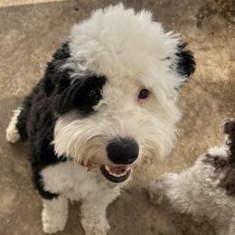 Buddy - Sheepadoodle