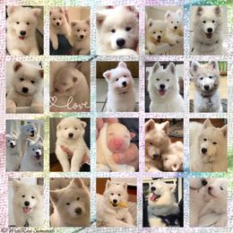 Samoyeds from WyteRose Samoyeds