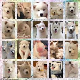 Samoyeds from WyteRose Samoyeds