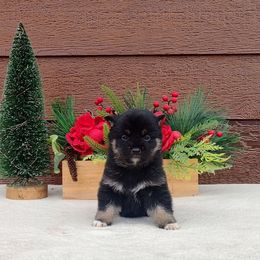 Sparkles - Black and tan female Shiba Inu puppy in Clayton, Illinois from Adorable-Puppies