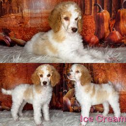 Ice Cream - Parti Poodle puppy in Swansboro, North Carolina from Monarch Standard Poodles