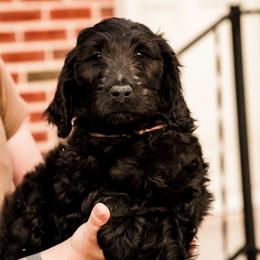 Vesper - Phantom male Goldendoodle puppy in Portsmouth, Virginia from Hopping Howlers Ranch