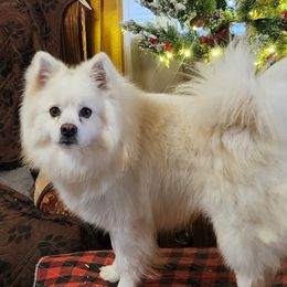 Tuffy - American Eskimo Dog