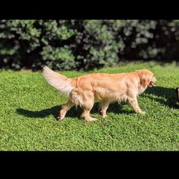 Willow - Golden Retriever